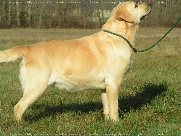 Photo de Labrador retriever