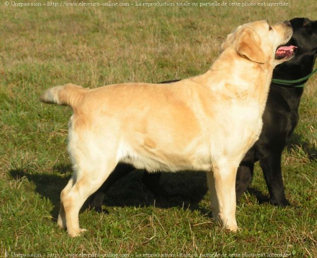 Photo de Labrador retriever