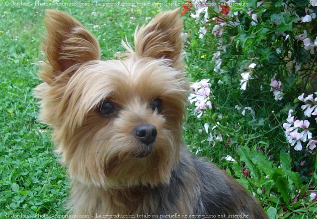 Photo de Yorkshire terrier