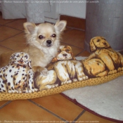 Photo de Chihuahua  poil long