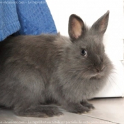 Photo de Lapin