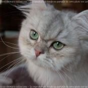 Photo de British longhair