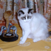 Photo de Ragdoll