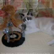 Photo de Ragdoll