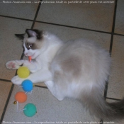 Photo de Ragdoll