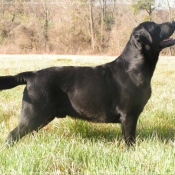 Photo de Labrador retriever