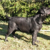 Photo de Labrador retriever