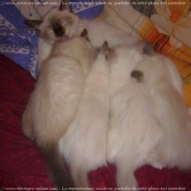 Photo de Sacr de birmanie