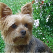 Photo de Yorkshire terrier