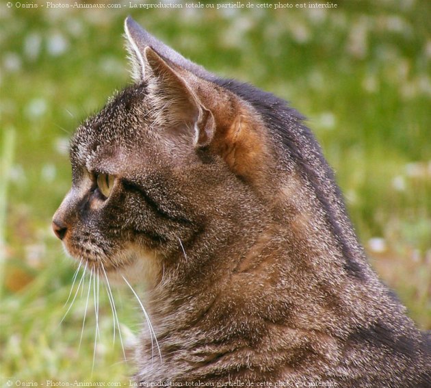 Photo de Chat domestique