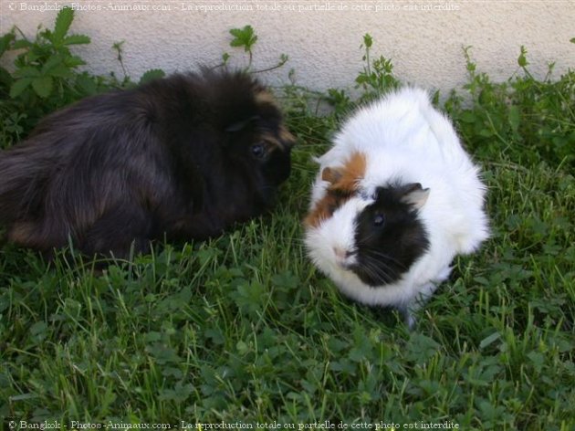 Photo de Cochon d'inde - races diffrentes