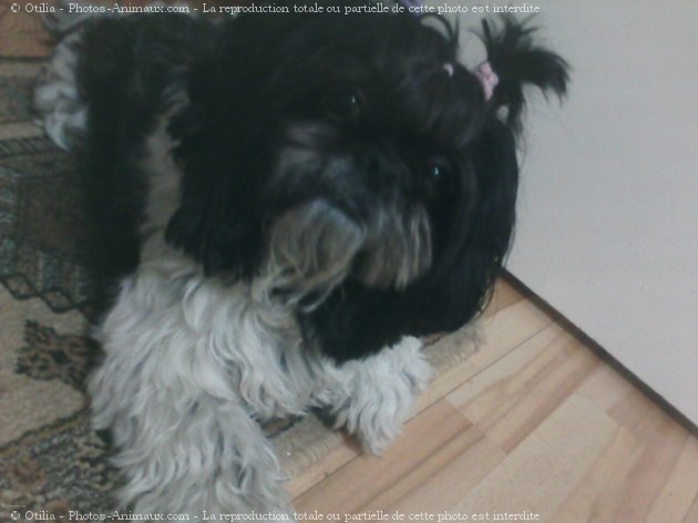 Photo de Shih tzu