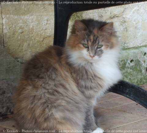 Photo de Chat domestique