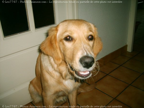 Photo de Golden retriever