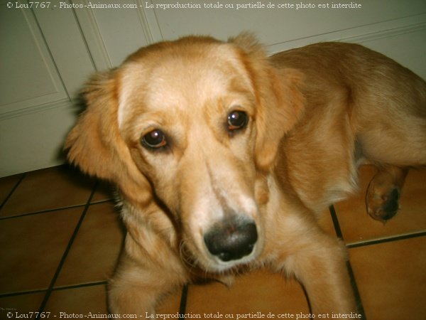 Photo de Golden retriever