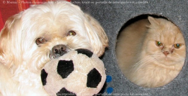 Photo de Lhassa apso