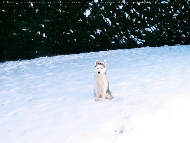 Photo de Husky siberien