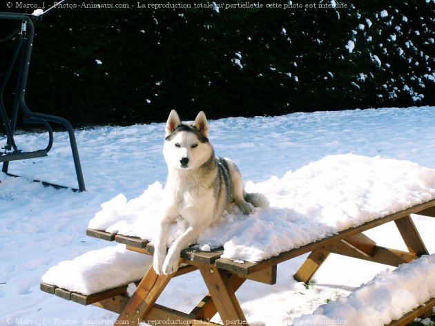 Photo de Husky siberien