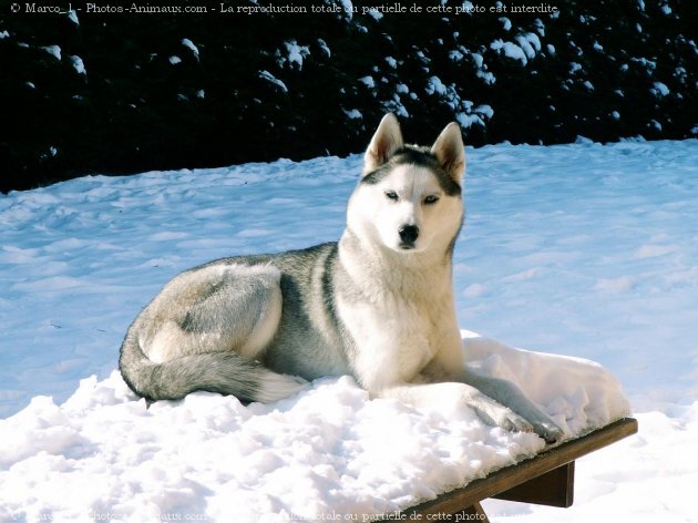 Photo de Husky siberien