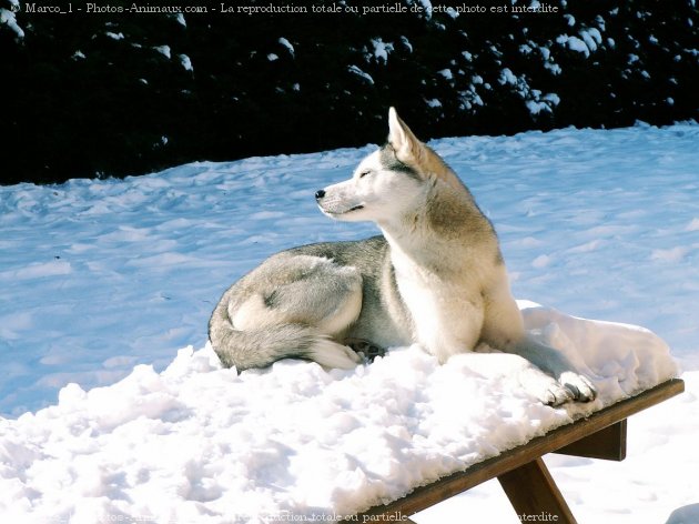 Photo de Husky siberien