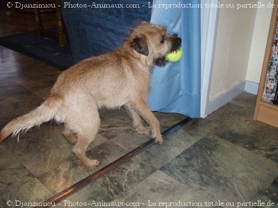 Photo de Border terrier