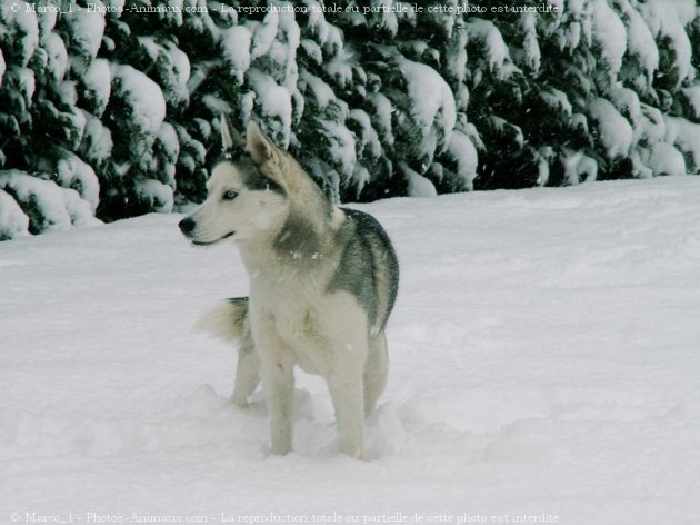 Photo de Husky siberien