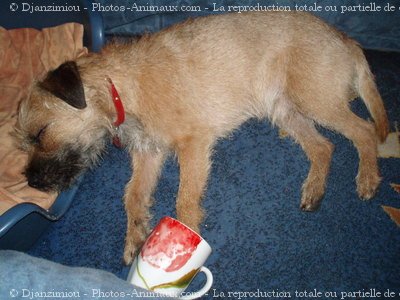 Photo de Border terrier