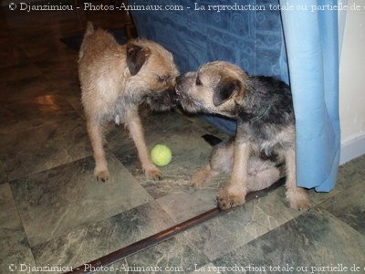 Photo de Border terrier