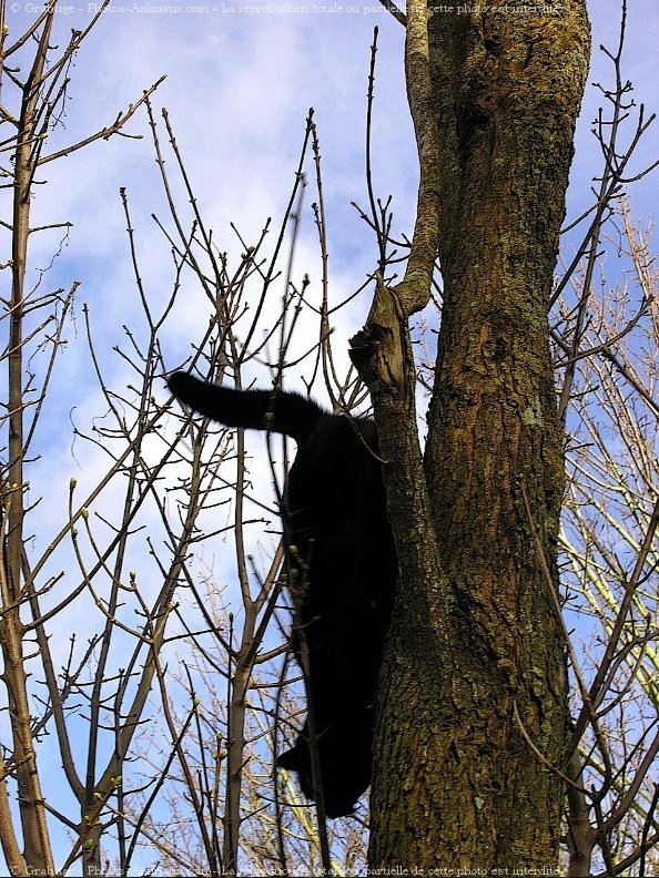 Photo de Chat domestique