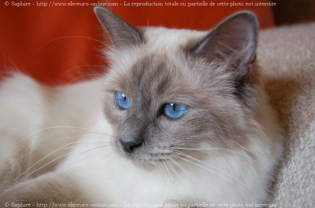 Photo de Sacr de birmanie