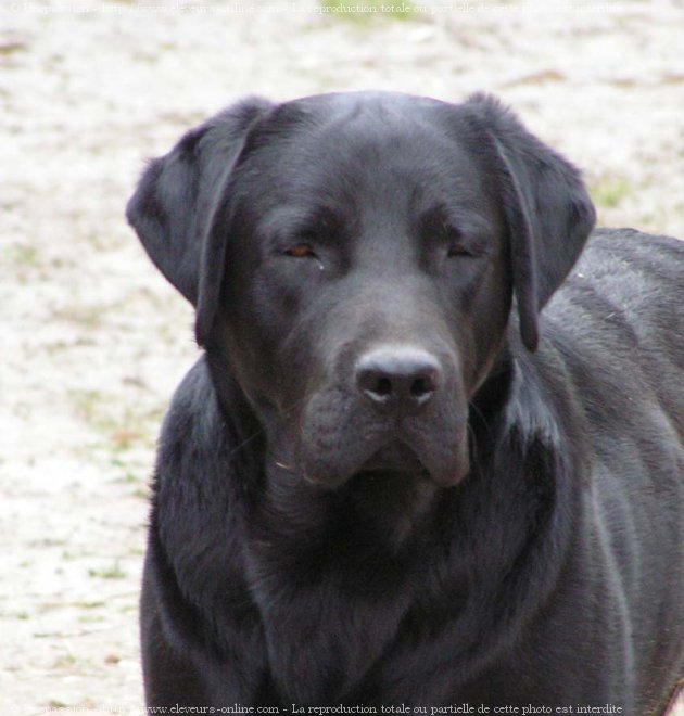 Photo de Labrador retriever