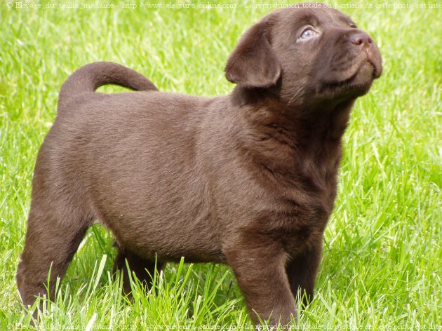 Photo de Labrador retriever