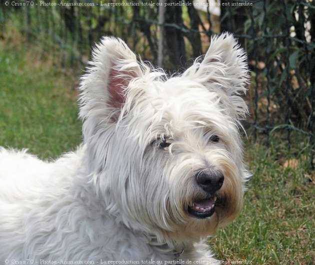 Photo de West highland white terrier