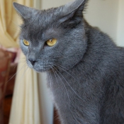 Photo de Chartreux