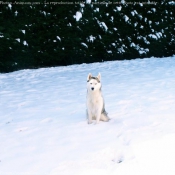 Photo de Husky siberien