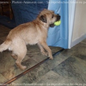 Photo de Border terrier