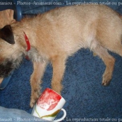 Photo de Border terrier