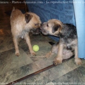 Photo de Border terrier