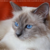 Photo de Sacr de birmanie