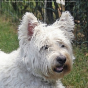 Photo de West highland white terrier