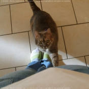 Photo de Chat domestique