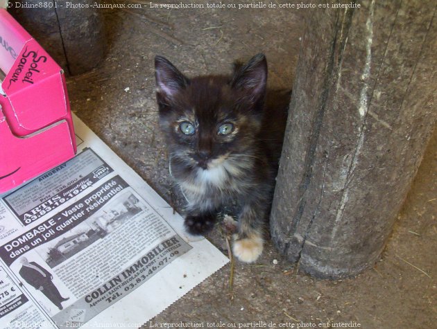 Photo de Chat domestique