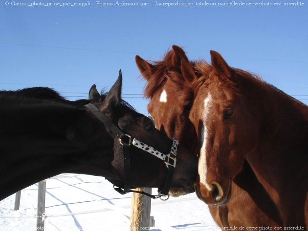 Photo de Races diffrentes