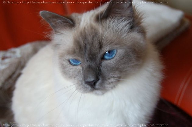 Photo de Sacr de birmanie