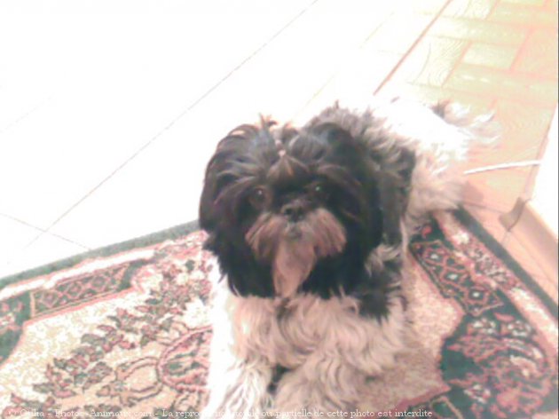 Photo de Shih tzu