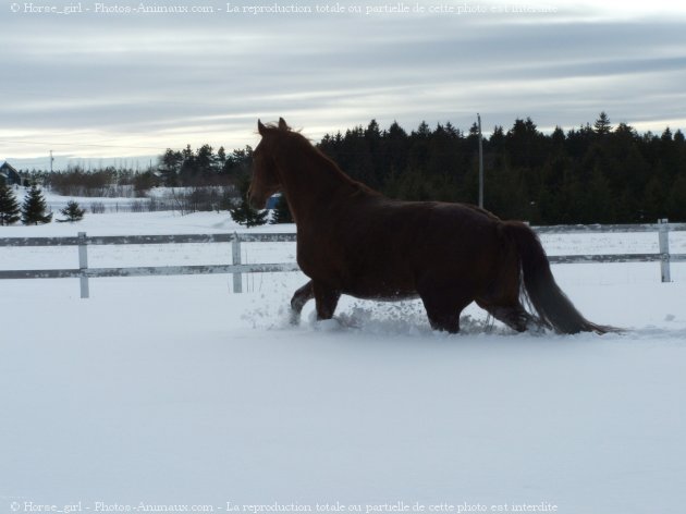 Photo de Quarter horse