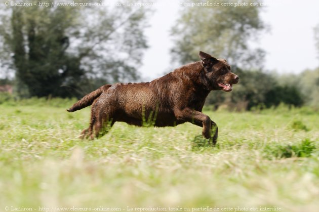 Photo de Labrador retriever