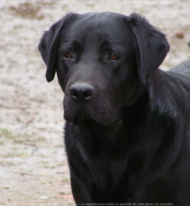 Photo de Labrador retriever