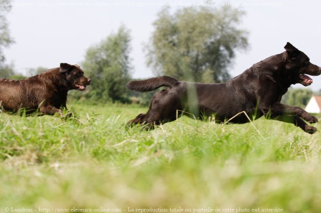 Photo de Labrador retriever