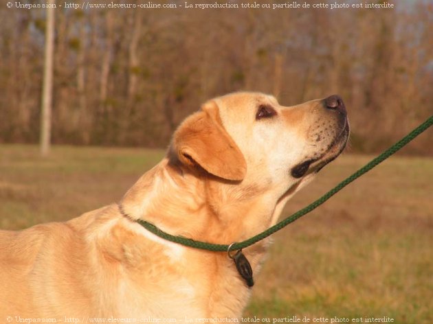 Photo de Labrador retriever